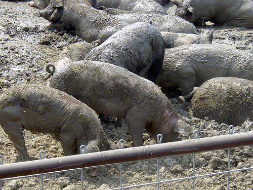 pig-sty.jpg