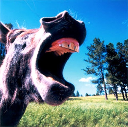 Burro1.jpg